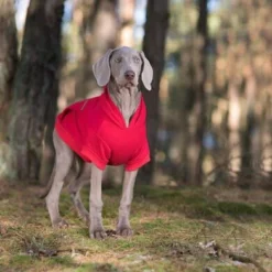 AMIPLAY Sweat-shirt à Capuche Texas Noir 25cm -Doux Museau Soldes Magasin fre pl AMIPLAY Sweat shirt a capuche Texas noir 25cm 28478 5