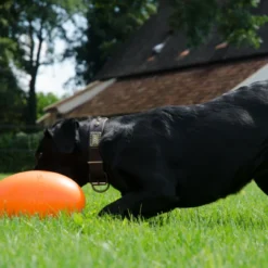 DOG COMETS Balle D'évasion PAN-STARS Vert -Doux Museau Soldes Magasin fre pl DOG COMETS balle devasion PAN STARS vert 29865 3