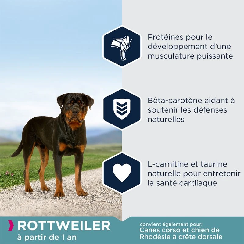 EUKANUBA Breed Specific Rottweiler 12kg+ Surprise Gratuite Pour Votre Chien 6 EUKANUBA Breed Specific Rottweiler 12kg+ Surprise Gratuite Pour Votre Chien – Image 4