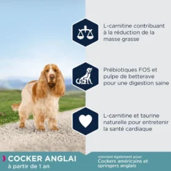 Eukanuba Adult Breed Specific Cocker Spaniel 7,5kg 7 Eukanuba Adult Breed Specific Cocker Spaniel 7,5kg -Doux Museau Soldes Magasin fre pl Eukanuba Adult Breed Specific Cocker Spaniel 7 5kg 15279 2