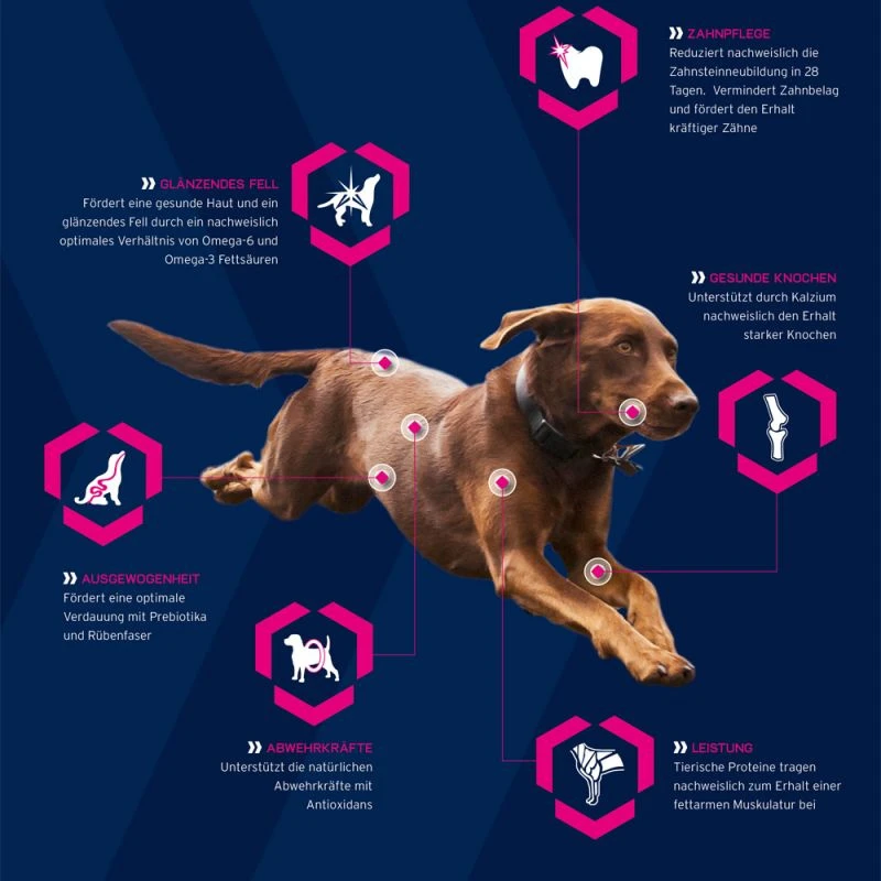 Eukanuba Adult Breed Specific Cocker Spaniel 7,5kg 6 Eukanuba Adult Breed Specific Cocker Spaniel 7,5kg – Image 4