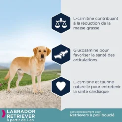 Eukanuba Adult Breed Specific Labrador Retriever 12kg -Doux Museau Soldes Magasin fre pl Eukanuba Adult Breed Specific Labrador Retriever 12kg 15276 4