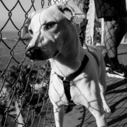 Harnais Pour Chien ZEE DOG GOTHAM - L -Doux Museau Soldes Magasin fre pl Harnais pour chien ZEE DOG GOTHAM L 28753 3