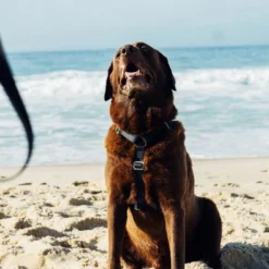 Harnais Pour Chien ZEE DOG NEOPRO - XS -Doux Museau Soldes Magasin fre pl Harnais pour chien ZEE DOG NEOPRO XS 28755 3