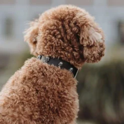 Hunter Mombasa Collier De Chien En Cuir S- 45 Cm -Doux Museau Soldes Magasin fre pl Hunter Mombasa collier de chien en cuir S 45 cm 28236 3