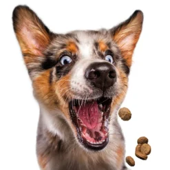 Josera Festival 15 Kg + Surprise Pour Votre Chien GRATUITES ! 12 Josera Festival 15 Kg + Surprise Pour Votre Chien GRATUITES ! -Doux Museau Soldes Magasin fre pl Josera Festival 15 kg surprise pour votre chien GRATUITES 25307 6