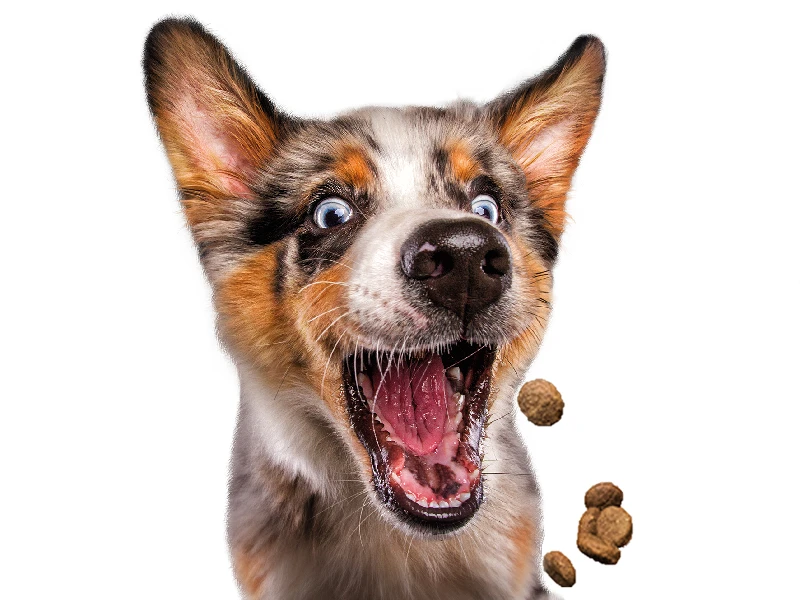 Josera Festival 15 Kg + Surprise Pour Votre Chien GRATUITES ! 7 Josera Festival 15 Kg + Surprise Pour Votre Chien GRATUITES ! – Image 5