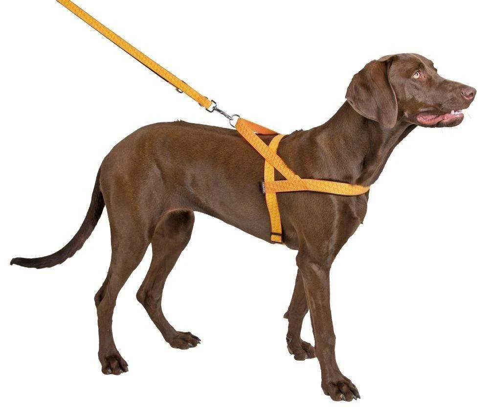 KERBL Harnais Réfléchissant Norvégien 46cm 4 KERBL Harnais Réfléchissant Norvégien 46cm – Image 2