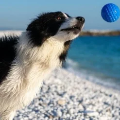 Kiwi Walker Let's Play BALL Maxi Balle Orange -Doux Museau Soldes Magasin fre pl Kiwi Walker Lets Play BALL Maxi balle orange 29860 3