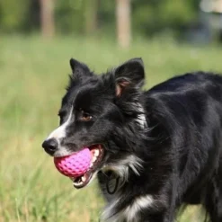 Kiwi Walker Let's Play BALL Maxi Balle Orange -Doux Museau Soldes Magasin fre pl Kiwi Walker Lets Play BALL Maxi balle orange 29860 4