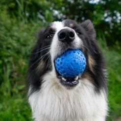 Kiwi Walker Let's Play BALL Maxi Balle Orange -Doux Museau Soldes Magasin fre pl Kiwi Walker Lets Play BALL Maxi balle orange 29860 5