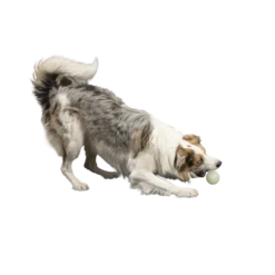 Kiwi Walker Let's Play GLOW BALL Maxi Balle -Doux Museau Soldes Magasin fre pl Kiwi Walker Lets Play GLOW BALL Maxi balle 29862 3