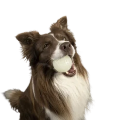 Kiwi Walker Let's Play GLOW BALL Maxi Balle -Doux Museau Soldes Magasin fre pl Kiwi Walker Lets Play GLOW BALL Maxi balle 29862 4