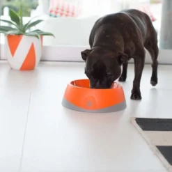 OH Bowl® Bol D'hygiène Buccale Pour Chien Orange Taille L -Doux Museau Soldes Magasin fre pl OH Bowl R Bol dhygiene buccale pour chien Orange Taille L 29741 5