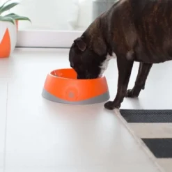 OH Bowl® Bol D'hygiène Buccale Pour Chien Orange Taille L -Doux Museau Soldes Magasin fre pl OH Bowl R Bol dhygiene buccale pour chien Orange Taille L 29741 6