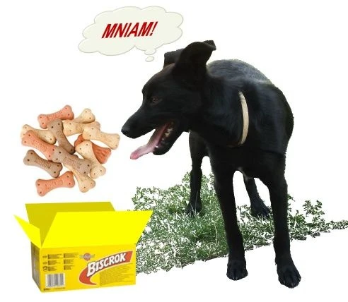 Pedigree Biscrok Biscuits Pour Chiens Adultes Sous Forme D'os Avec De L'agneau, Du Poulet Et Du Bœuf 500g X2 8 Pedigree Biscrok Biscuits Pour Chiens Adultes Sous Forme D'os Avec De L'agneau, Du Poulet Et Du Bœuf 500g X2 – Image 6