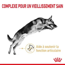 ROYAL CANIN Berger Allemand Adult 5+ 3kg -Doux Museau Soldes Magasin fre pl ROYAL CANIN Berger Allemand Adult 5 3kg 12524 6