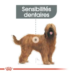 ROYAL CANIN CCN Maxi Dental Care 3kg -Doux Museau Soldes Magasin fre pl ROYAL CANIN CCN Maxi Dental Care 3kg 16271 5