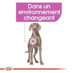 ROYAL CANIN CCN Maxi Relax Care 3kg 11 ROYAL CANIN CCN Maxi Relax Care 3kg -Doux Museau Soldes Magasin fre pl ROYAL CANIN CCN Maxi Relax Care 3kg 16274 5