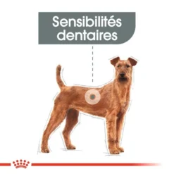 ROYAL CANIN CCN Medium Dental Care 3kg -Doux Museau Soldes Magasin fre pl ROYAL CANIN CCN Medium Dental Care 3kg 10073 7