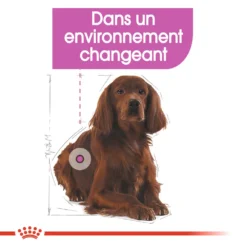 ROYAL CANIN CCN Medium Relax Care 3kg 11 ROYAL CANIN CCN Medium Relax Care 3kg -Doux Museau Soldes Magasin fre pl ROYAL CANIN CCN Medium Relax Care 3kg 16279 5