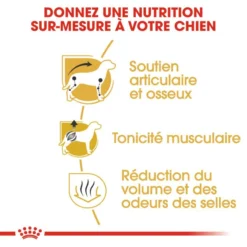 ROYAL CANIN Dachshund Adult 1,5kg 10 ROYAL CANIN Dachshund Adult 1,5kg -Doux Museau Soldes Magasin fre pl ROYAL CANIN Dachshund Adult 1 5kg 15974 4