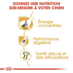 ROYAL CANIN Great Dane Adult 12kg -Doux Museau Soldes Magasin fre pl ROYAL CANIN Great Dane Adult 12kg 9213 5