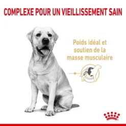 ROYAL CANIN Labrador Retriever Adult5+ 12kg -Doux Museau Soldes Magasin fre pl ROYAL CANIN Labrador Retriever Adult 5 12kg 12525 4