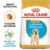 ROYAL CANIN Labrador Retriever Puppy 3kg -Doux Museau Soldes Magasin fre pl ROYAL CANIN Labrador Retriever Puppy 3kg 16063 1
