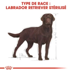 ROYAL CANIN Labrador Retriever Sterilised 12kg -Doux Museau Soldes Magasin fre pl ROYAL CANIN Labrador Retriever Sterilised 12kg 9273 2