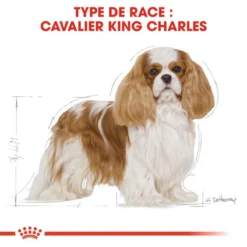 Royal Canin Cavalier King Charles Spaniel Adult 1,5kg -Doux Museau Soldes Magasin fre pl Royal Canin Cavalier King Charles Spaniel Adult 1 5kg 9143 3