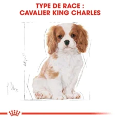 Royal Canin Cavalier King Charles Spaniel Puppy 1,5kg -Doux Museau Soldes Magasin fre pl Royal Canin Cavalier King Charles Spaniel Puppy 1 5kg 9177 5