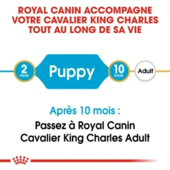 Royal Canin Cavalier King Charles Spaniel Puppy 1,5kg -Doux Museau Soldes Magasin fre pl Royal Canin Cavalier King Charles Spaniel Puppy 1 5kg 9177 8