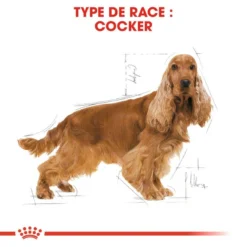 Royal Canin Cocker Spaniel Adult 12kg -Doux Museau Soldes Magasin fre pl Royal Canin Cocker Spaniel Adult 12kg 9147 3