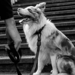 ZEE DOG Laisse Pour Chien GOTHAM XS -Doux Museau Soldes Magasin fre pl ZEE DOG laisse pour chien GOTHAM XS 28741 3